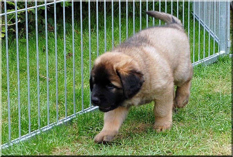 leonberger 060.jpg